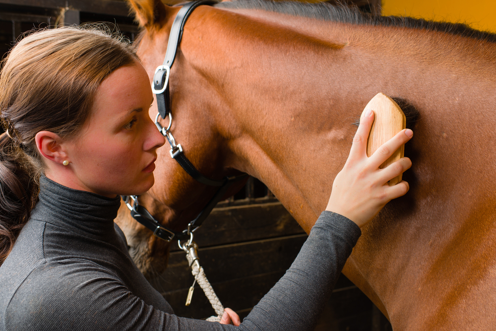 supplements for aging horses